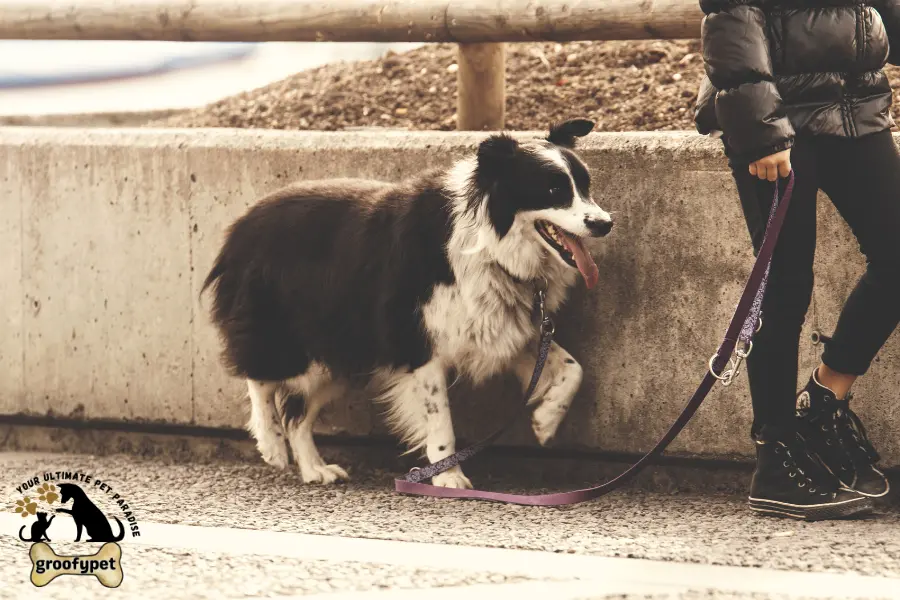 how long before dogs can walk on concrete