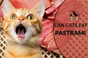 can cats eat pastrami