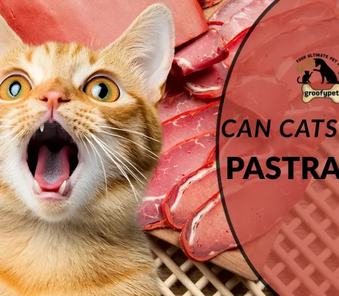 Can Cats Eat Pastrami? The Essential Guide to Keeping Cats Safe!