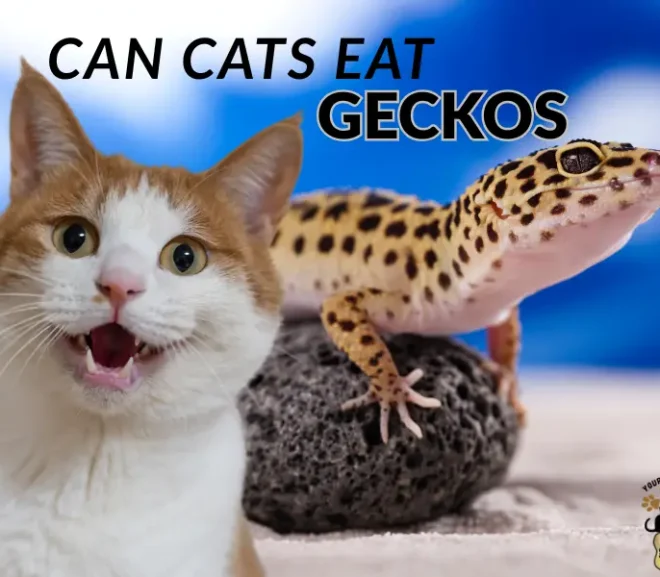 Can Cats Eat Geckos? The Scary Risks Behind a Natural Hunt!