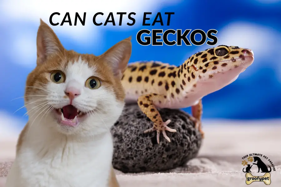 can cats eat geckos