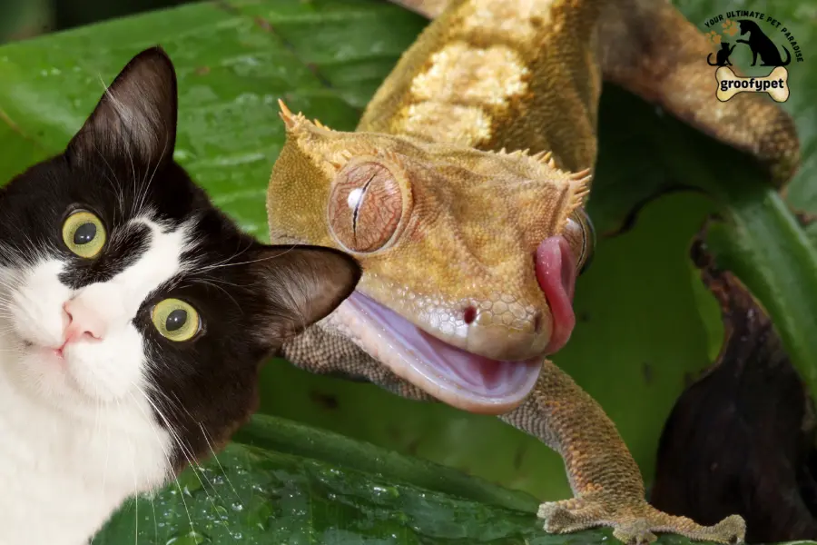 can cats eat geckos