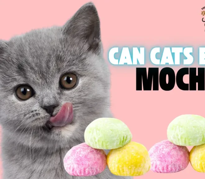 Can Cats Eat Mochi? The Loving Guide to Keeping Cats Healthy!