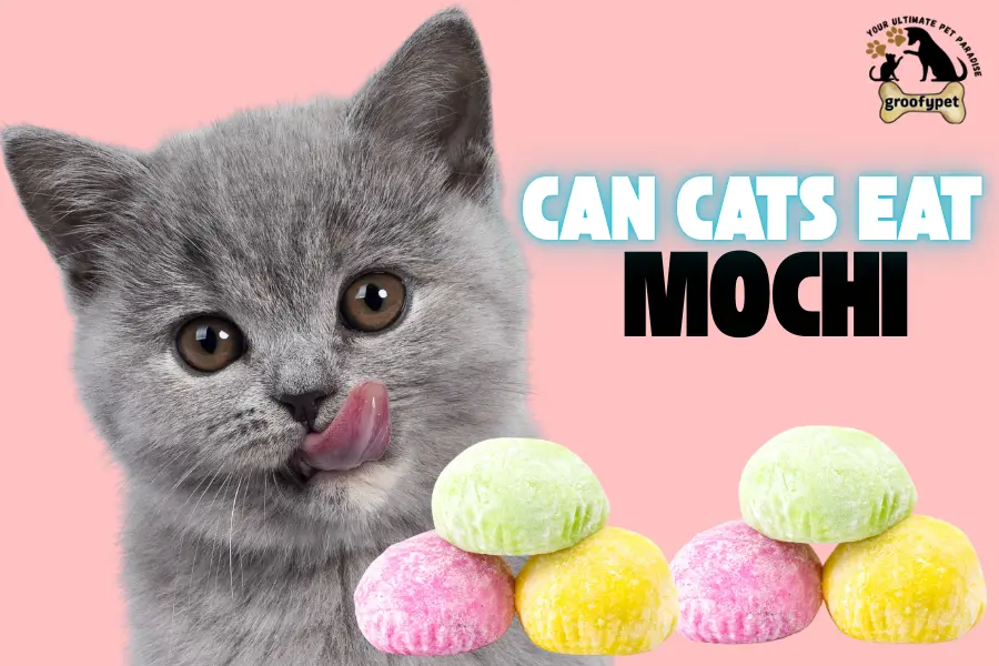 can cats eat mochi