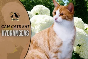 can cats eat hydrangeas