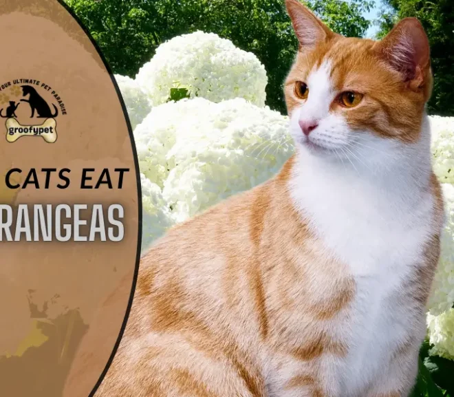 Can Cats Eat Hydrangeas or Will It Put Their Health at Risk?