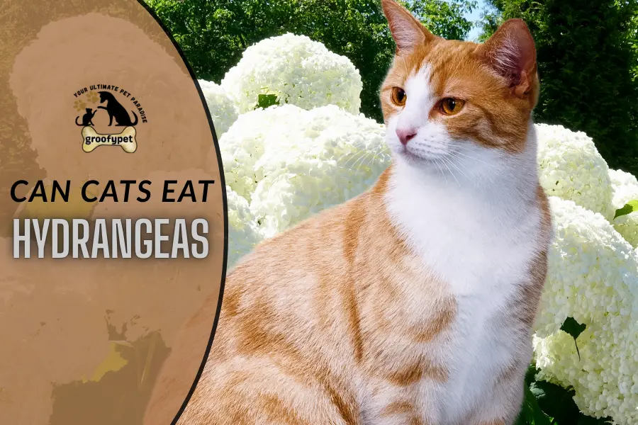 can cats eat hydrangeas