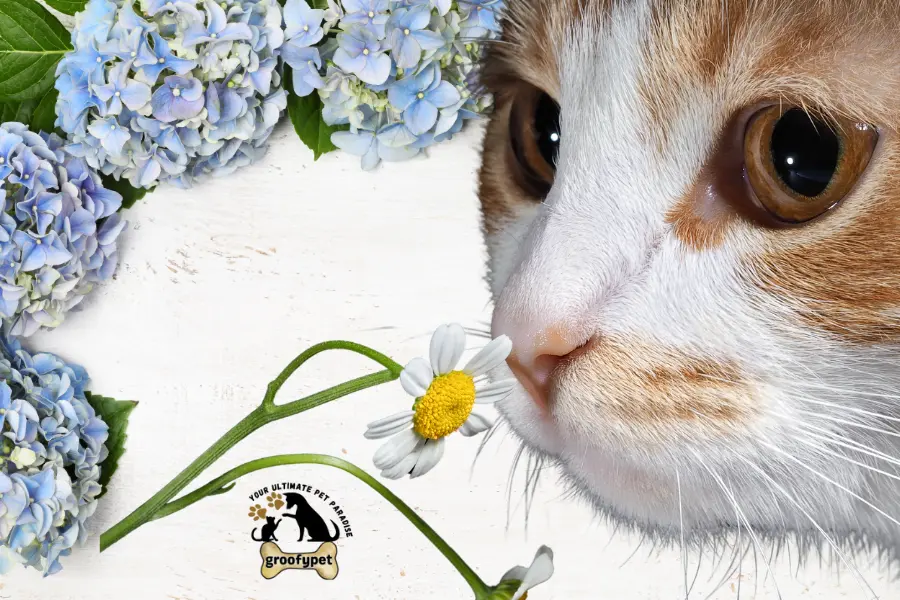 can cats eat hydrangeas