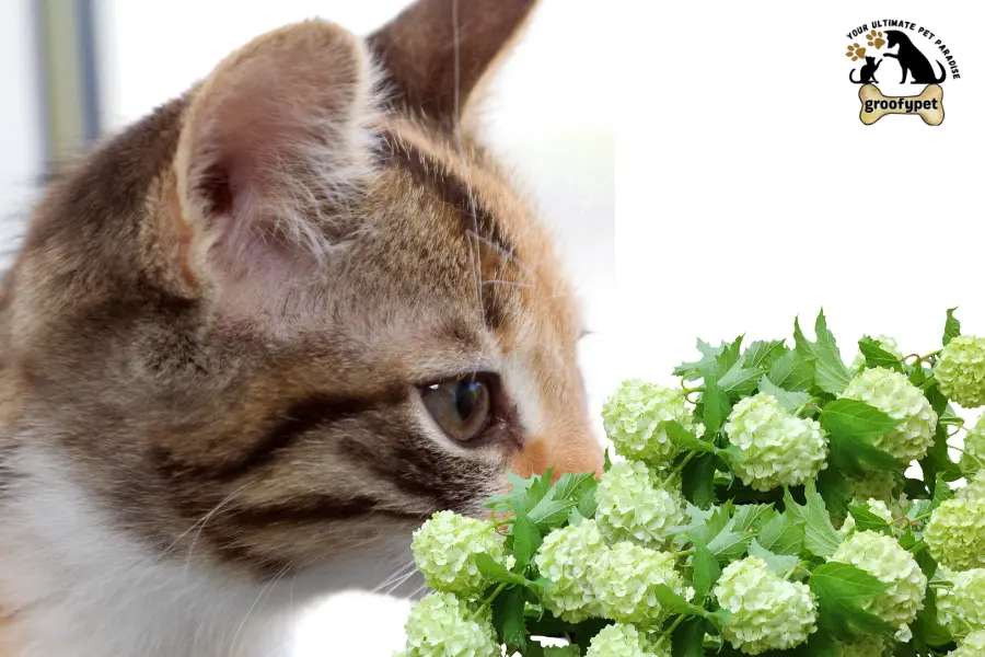 can cats eat hydrangeas