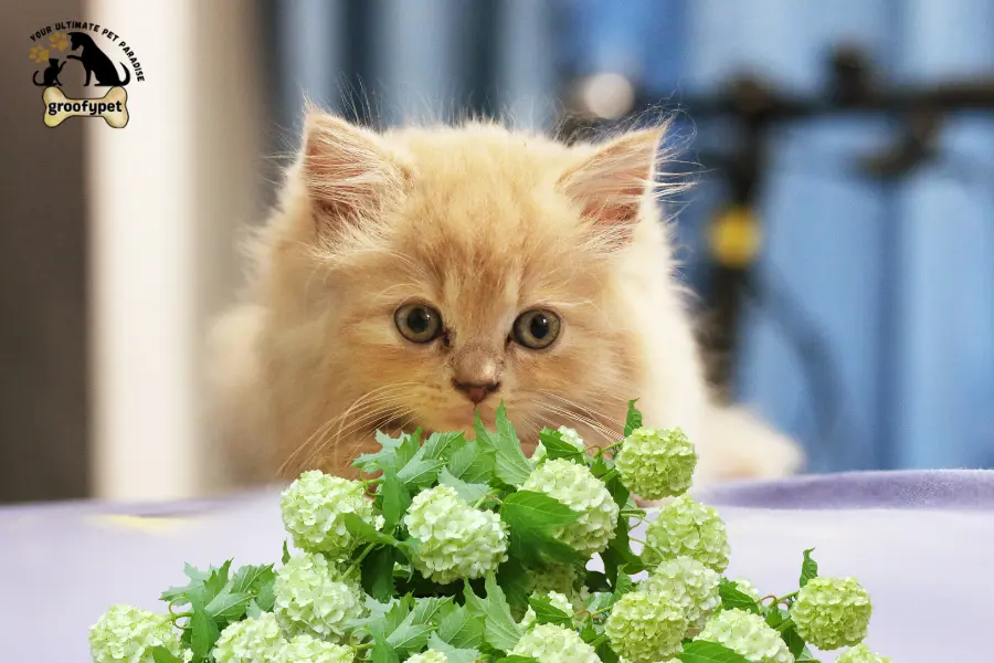 can cats eat hydrangeas