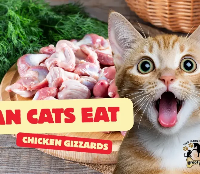 Can Cats Eat Chicken Gizzards? A Loving Guide to Keep Your Cat Healthy!