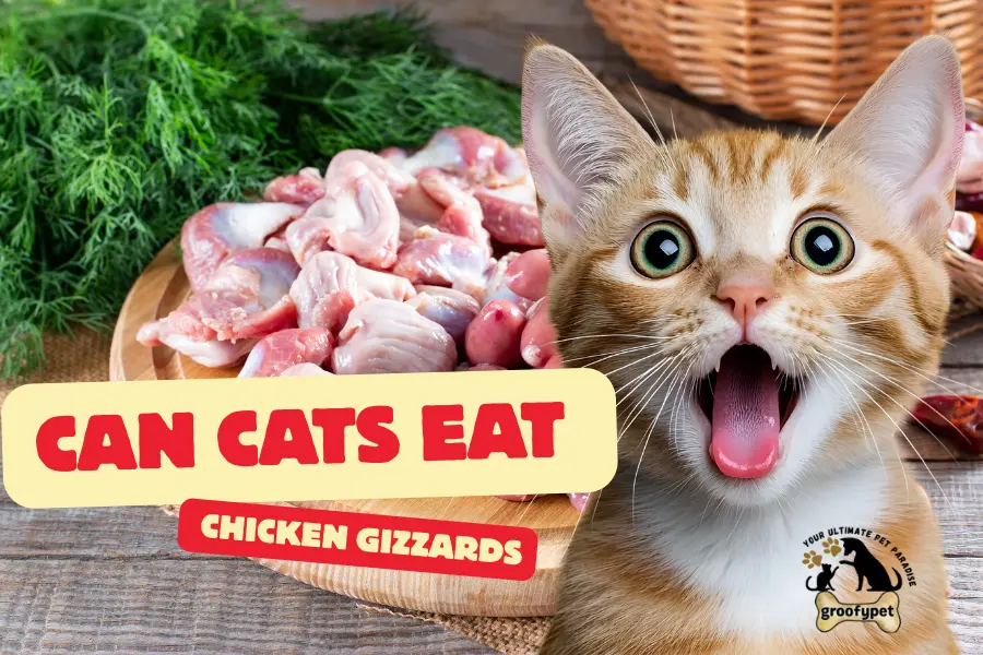 can cats eat chicken gizzards