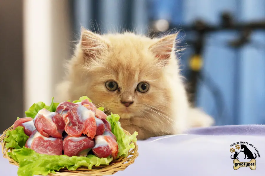 can cats eat chicken gizzards