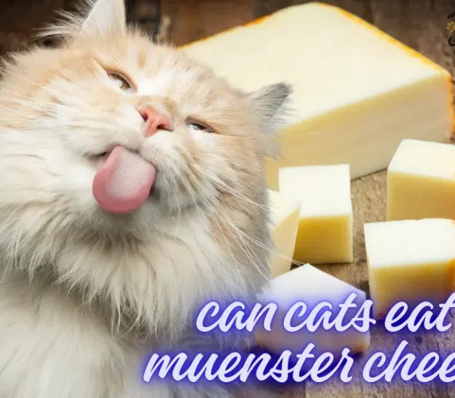 Can Cats Eat Muenster Cheese? A Caring Guide for Cat Parents!