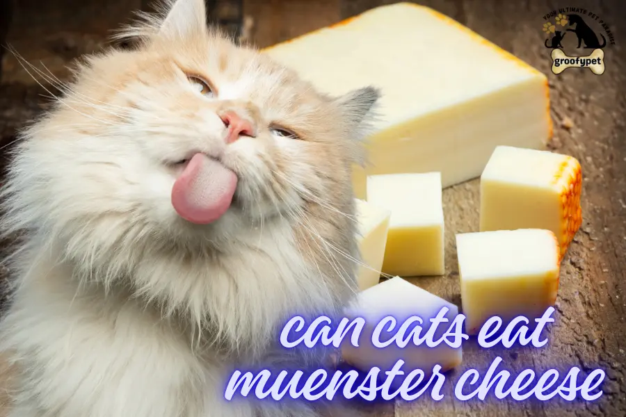 can cats eat muenster cheese