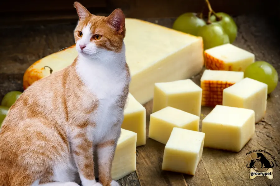 can cats eat muenster cheese