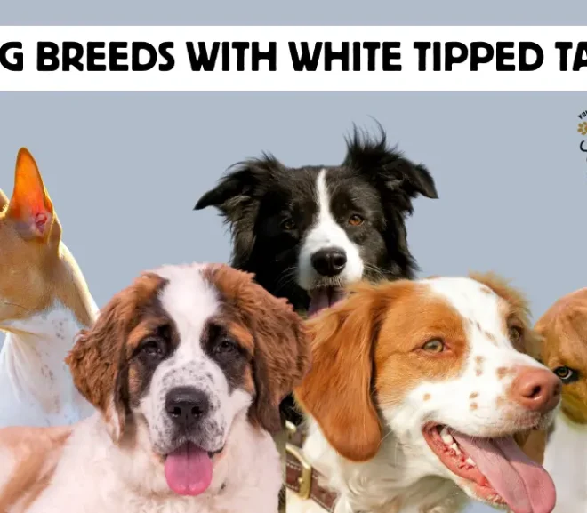 Dog Breeds with White Tipped Tails: The Sweet Guide for Dog Parents!