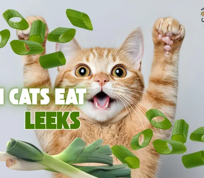 Can Cats Eat Leeks? Risks Benefits And Safe Alternatives!