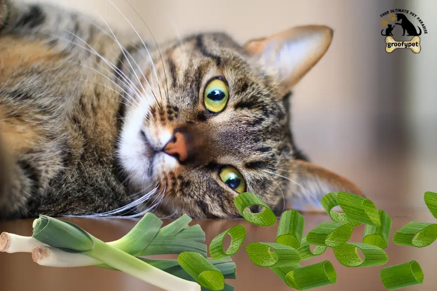 can cats eat leeks