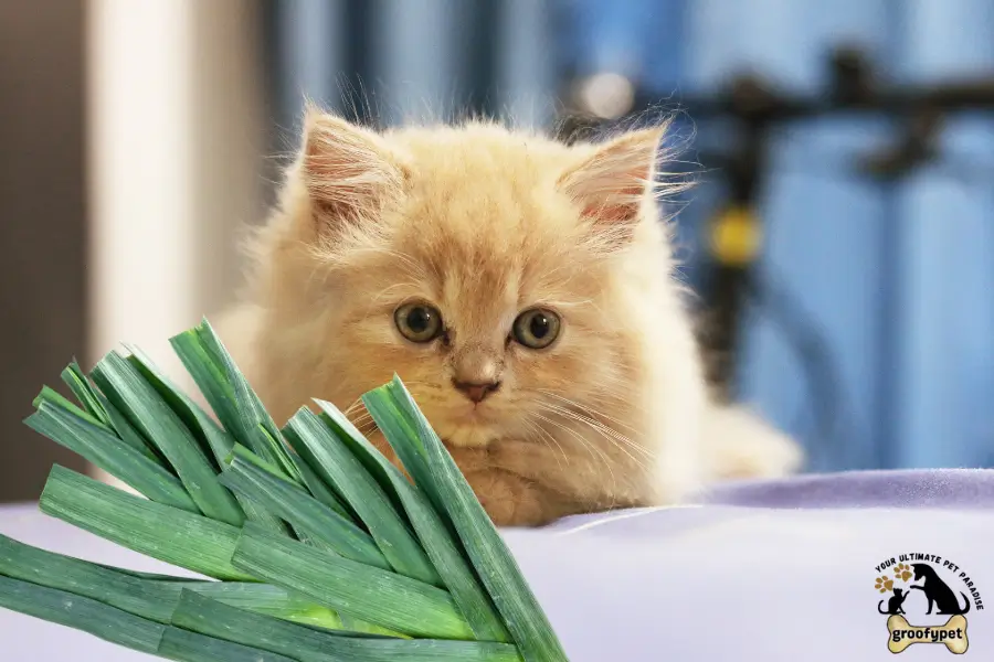 can cats eat leeks