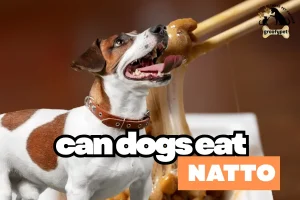 can dogs eat natto