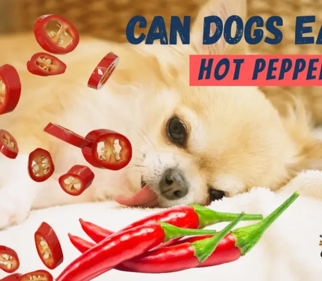 Can Dogs Eat Hot Peppers? Protect Your Pup from Painful Burns!