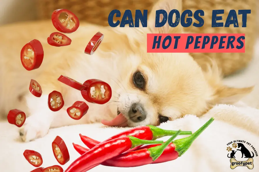can dogs eat hot peppers