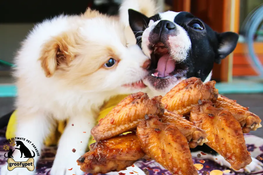 can puppies eat cooked chicken