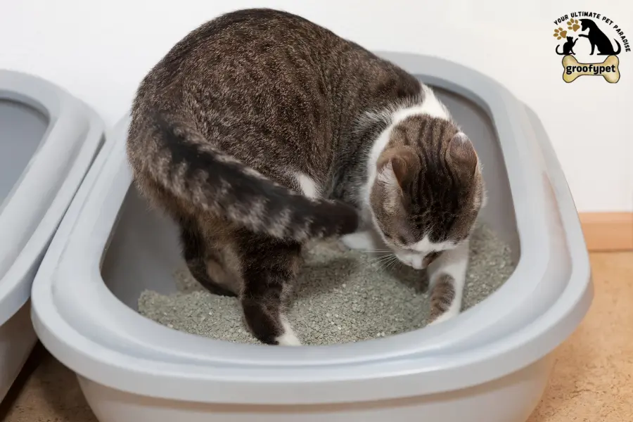 male cat urine smells very strong
