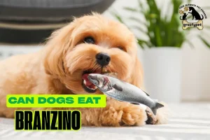 can dogs eat branzino