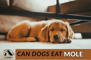 can dogs eat mole