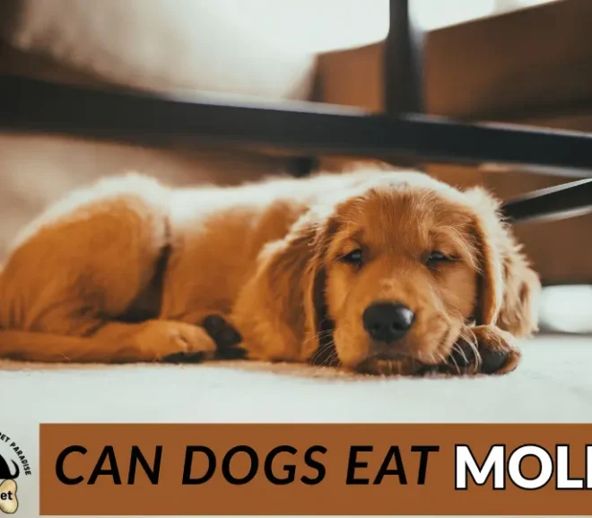 Can Dogs Eat Mole or Is It Poisonous? Life-Saving Info for Your Pet!