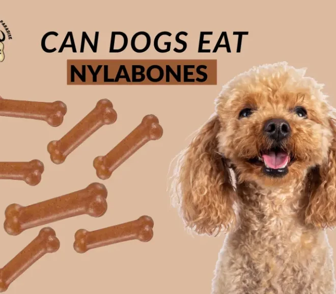 Can Dogs Eat Nylabones or Is It a Hidden Danger for Your Pup?
