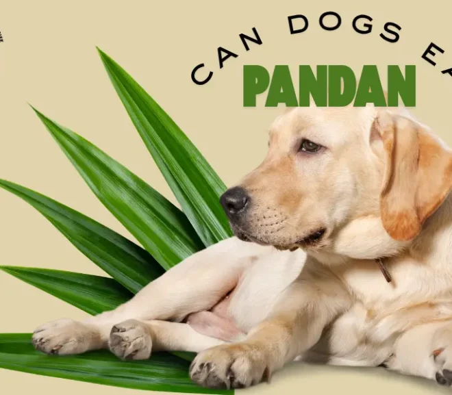 Can Dogs Eat Pandan? Surprising Benefits and Serious Risks Revealed!
