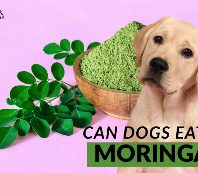 Can Dogs Eat Moringa? Discover the Hidden Superfood for Your Pup!