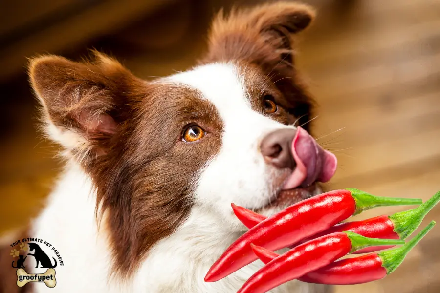 can dogs eat hot peppers