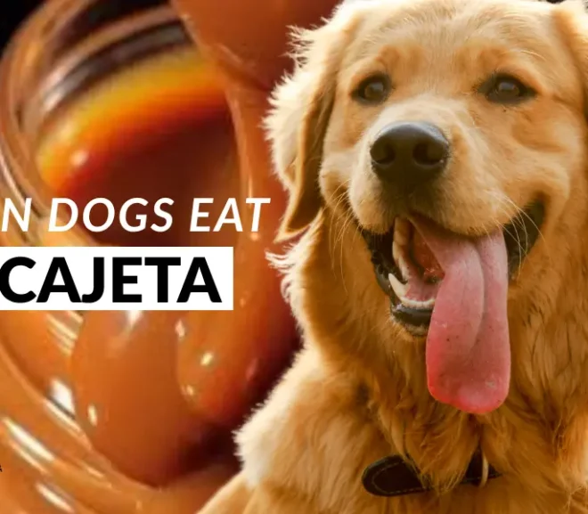 Can Dogs Eat Cajeta or Is It a Sweet Mistake That Hurts Dogs?
