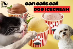 can cats eat dog ice cream