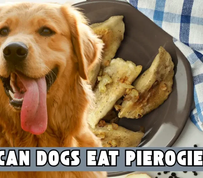 Can Dogs Eat Pierogies? The Surprising Benefits and Serious Risks!