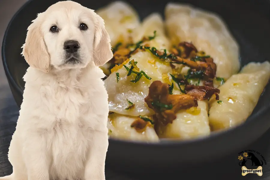 can dogs eat pierogies
