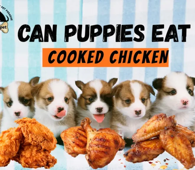 Can Puppies Eat Cooked Chicken Safely?What You Must Know!
