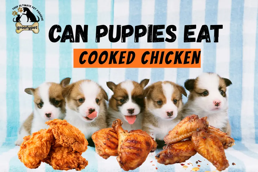can puppies eat cooked chicken