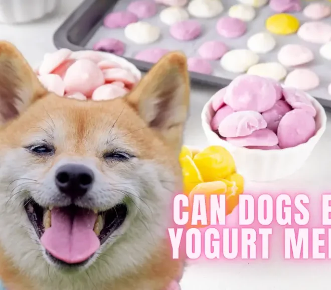 Can Dogs Eat Yogurt Melts? What No One Tells You About This Snack!