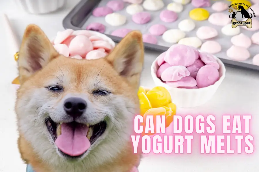 can dogs eat yogurt melts