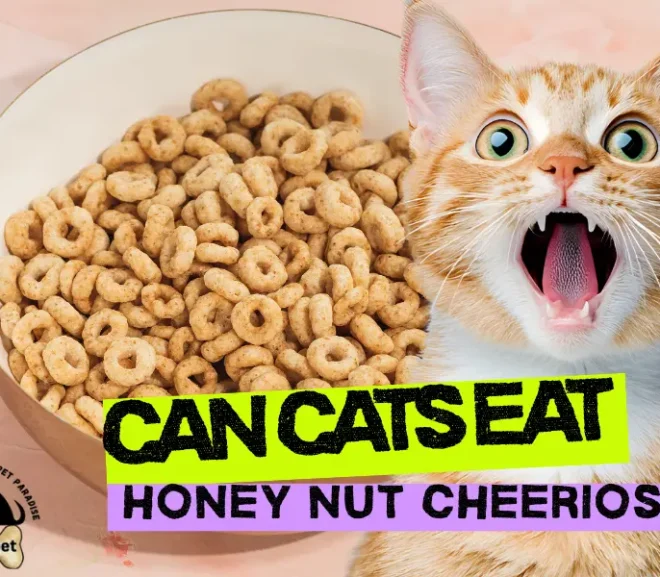 Can Cats Eat Honey Nut Cheerios? The Sweet Snack That Might Surprise You!