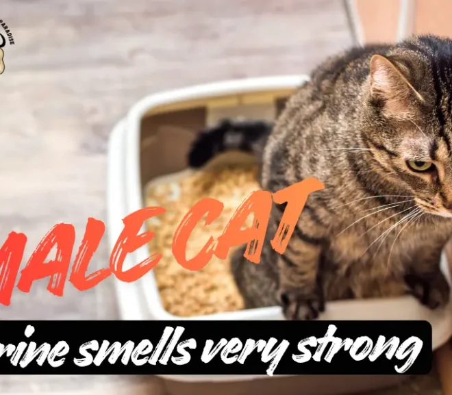 Male Cat Urine Smells Very Strong – Here is How to Fix It Fast!