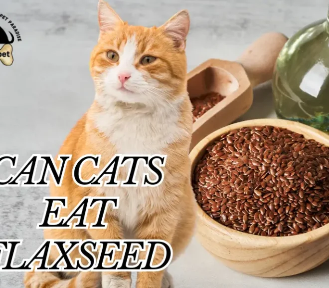 Can Cats Eat Flaxseed? The Complete Guide to Happy, Healthy and Shiny Cats!