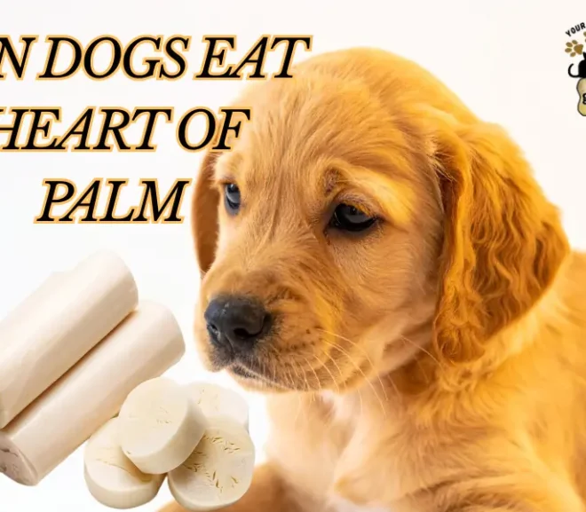 Can Dogs Eat Heart of Palm? A Loving Guide to Safe and Healthy Snacking!