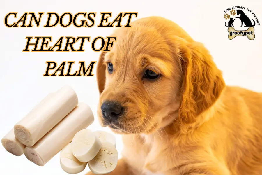 can dogs eat heart of palm