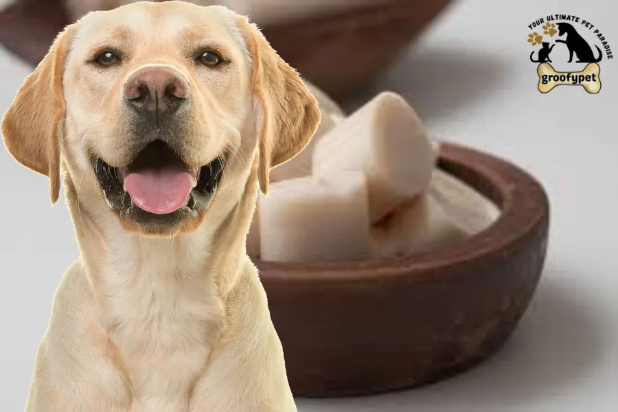 can dogs eat heart of palm